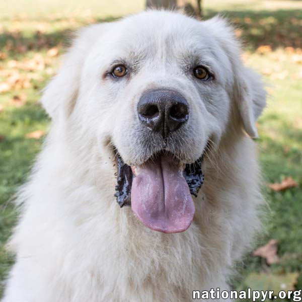 Ralphie In Ma - Loves To Give The Pyr Paw