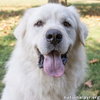 Ralphie in MA - Loves to Give the Pyr Paw! - Photo 1