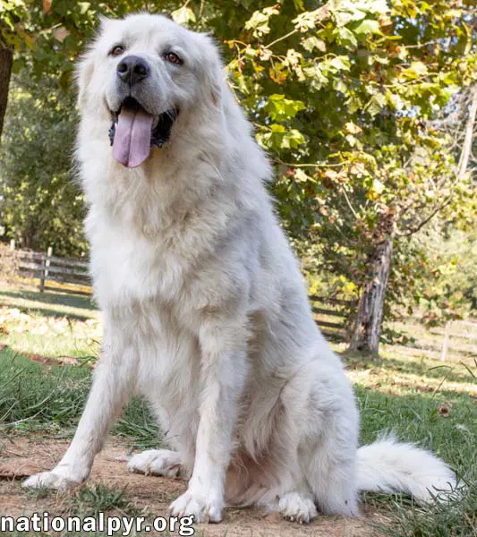 Ralphie In Ma - Loves To Give The Pyr Paw image 2