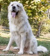 Ralphie in MA - Loves to Give the Pyr Paw! - Photo 2