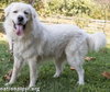 Ralphie in MA - Loves to Give the Pyr Paw! - Photo 3