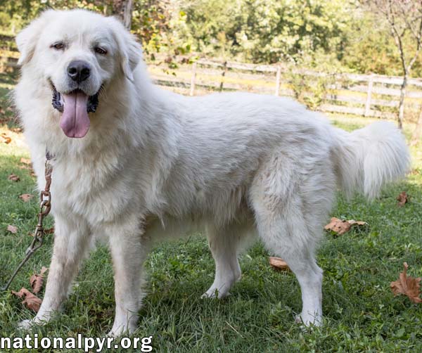 Ralphie in MA - Loves to Give the Pyr Paw!