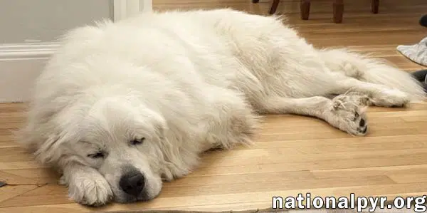 Ralphie In Ma - Loves To Give The Pyr Paw image 3