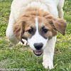 Lacey in TN - Loves to Play & Get Pets!