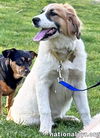 Lacey in TN - Loves to Play & Get Pets!