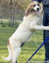 Lacey in TN - Loves to Play & Get Pets!