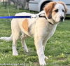 Lucas in TN - Loves Tossing Toys!