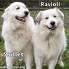 Skillet & Ravioli in TN - Super Affectionate Duo!