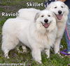 Skillet & Ravioli in TN - Super Affectionate Duo!