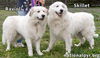 Skillet & Ravioli in TN - Super Affectionate Duo!