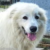 Bennie in KY - Very Sweet & Playful!