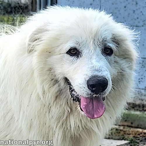 Bennie in KY - Very Sweet & Playful!