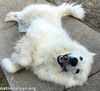 Bennie in KY - Very Sweet & Playful!