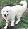 Bennie in KY - Very Sweet & Playful!