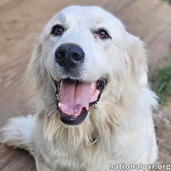 adoptable Dog in Jackson, TN named Serenity in TN - Precious Love!