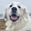Serenity in NJ - A Cuddle-Bug Tripod! - Photo 1