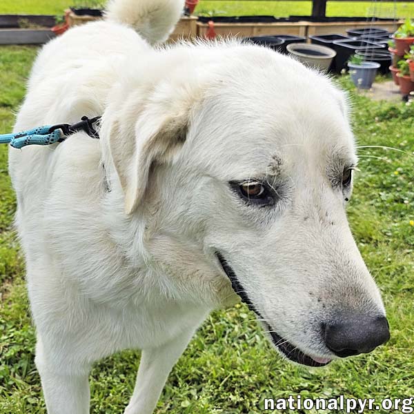 Bentley in LA - Curliest Tail Award Winner!
