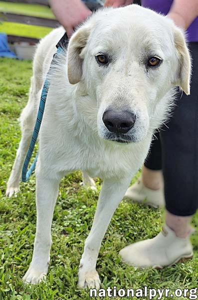 BENTLEY IN LA - CURLIEST TAIL AWARD WINNER! - Great Pyrenees available for adoption