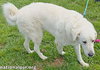 Bentley in LA - Curliest Tail Award Winner! - Photo 3