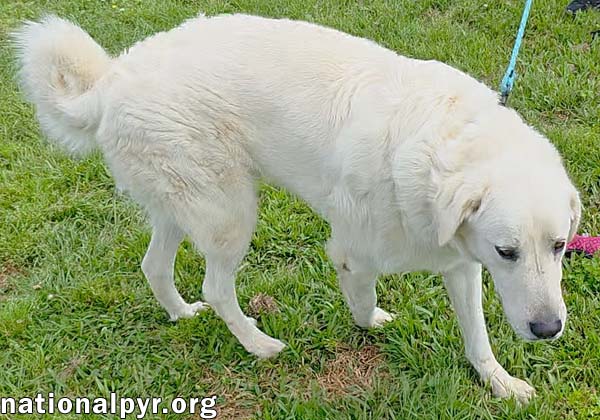 Bentley in LA - Curliest Tail Award Winner!