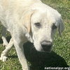 Hudson in LA - Loves Back Scratches! - Photo 1