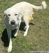 Hudson in LA - Loves Back Scratches! - Photo 2