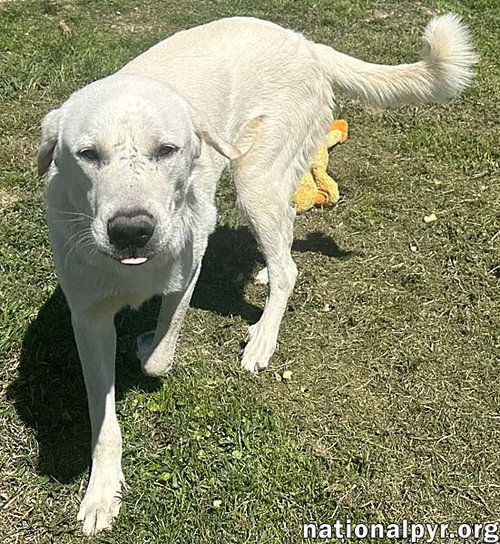 HUDSON IN LA - LOVES BACK SCRATCHES! - Great Pyrenees available for adoption