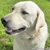 Hudson in LA - Loves Back Scratches! - Photo 1
