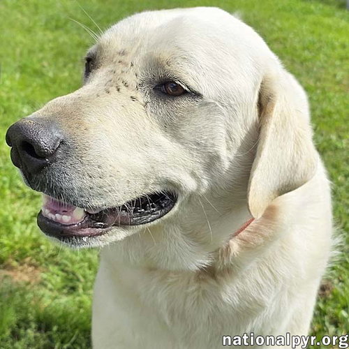 picture of the dog needing adoption