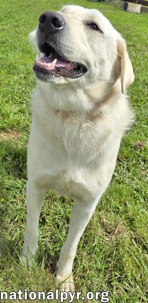 HUDSON IN LA - LOVES BACK SCRATCHES! - Great Pyrenees available for adoption