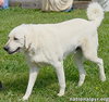 Hudson in LA - Loves Back Scratches! - Photo 3