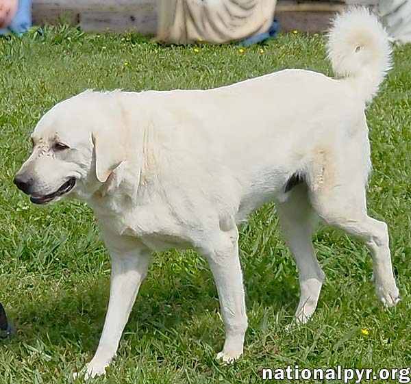 Hudson in LA - Loves Back Scratches!