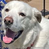 Harrison in OK - Loves Cuddles & Treats!