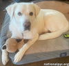 Harrison in OK - Loves Cuddles & Treats!
