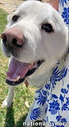 Harrison in OK - Loves Cuddles & Treats!