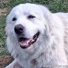 Hanzo in LA - Sweetheart With A Gentle Soul!