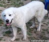Hanzo in LA - Sweetheart With A Gentle Soul!