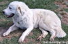 Hanzo in LA - Sweetheart With A Gentle Soul!