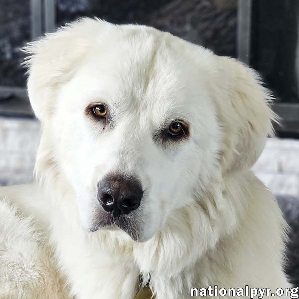 adoptable Dog in Prince George, VA named Hanzo in VA - pending