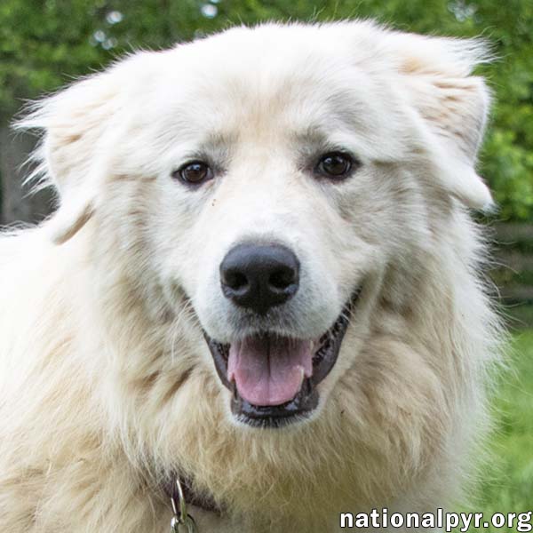 adoptable Dog in Dunlap, IL named Garfield in IL - Happy, Fun & Playful Boy!