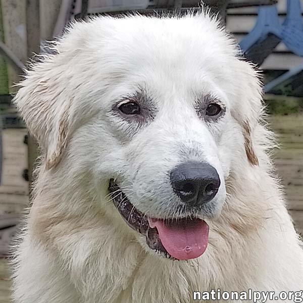 adoptable Dog in Norwich, CT named Pearl in CT - A Social Sweetheart!