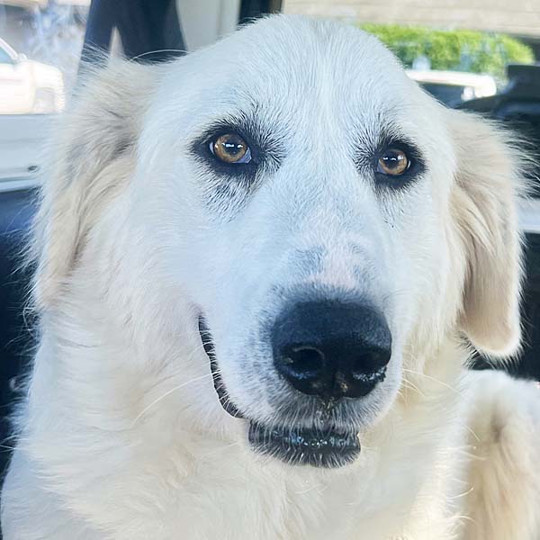 adoptable Dog in Springfield, OH named Cynthia in OH - Gentle, Affectionate & Fun-Loving!