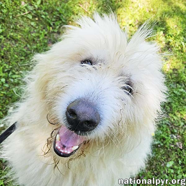 adoptable Dog in Hillsborough, NJ named Roamer in NJ - Loves Pets & Affection!
