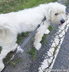 Roamer in NJ - Loves Pets & Affection! - Photo 3