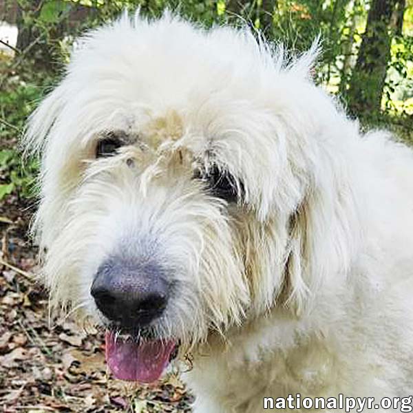 Roamer in NJ - Loves Pets & Affection!