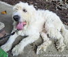 Roamer in NJ - Loves Pets & Affection! - Photo 2
