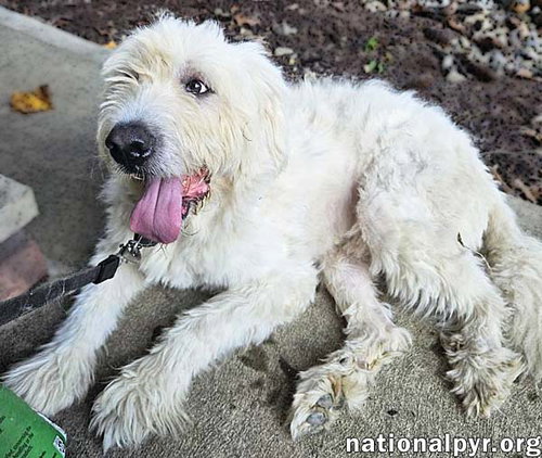 ROAMER IN NJ - LOVES PETS & AFFECTION! - Great Pyrenees available for adoption