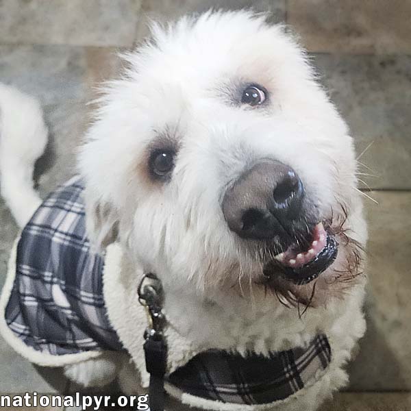 Roamer in NJ - Loves Pets & Affection! Image