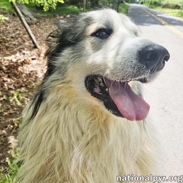 adoptable Dog in Hillsborough, NJ named Cheech in NJ - Giant Lap Dog!