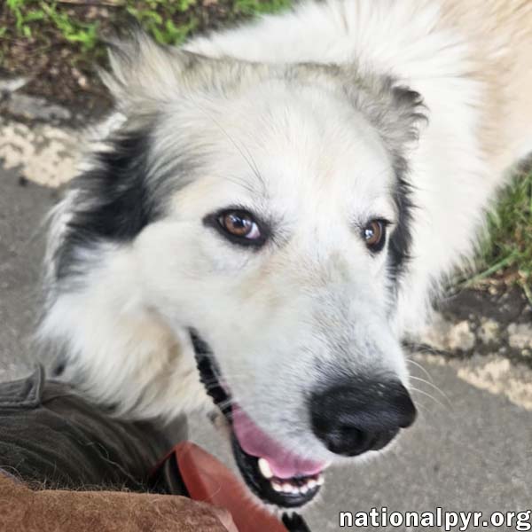 adoptable Dog in Hillsborough, NJ named Chong in NJ - Affectionate & Low-Energy!